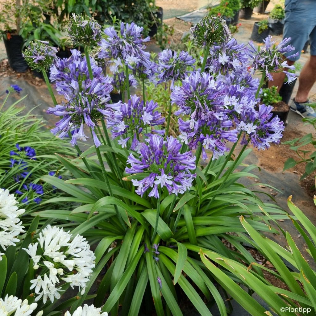 Agapanthe Everpanthus Midnight Moon
