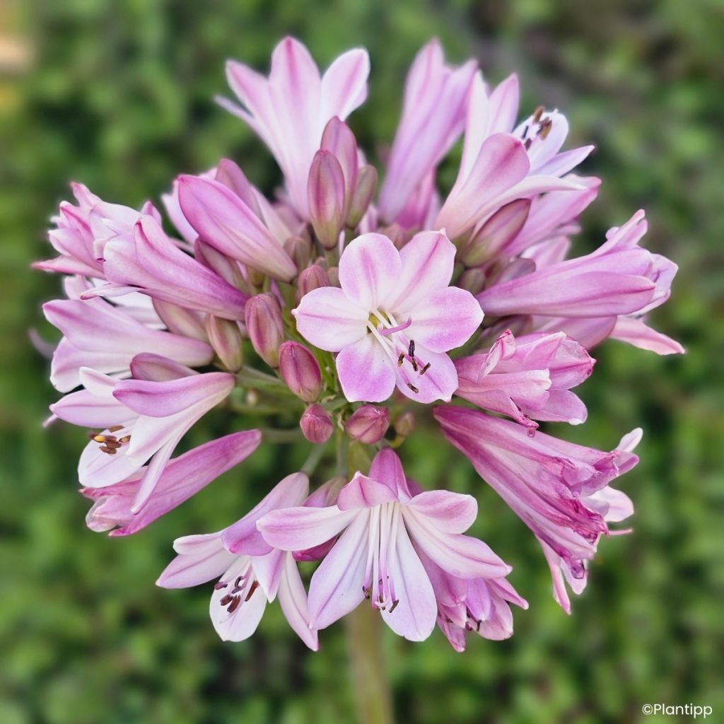 Agapanthe hybride Poppin' Pink