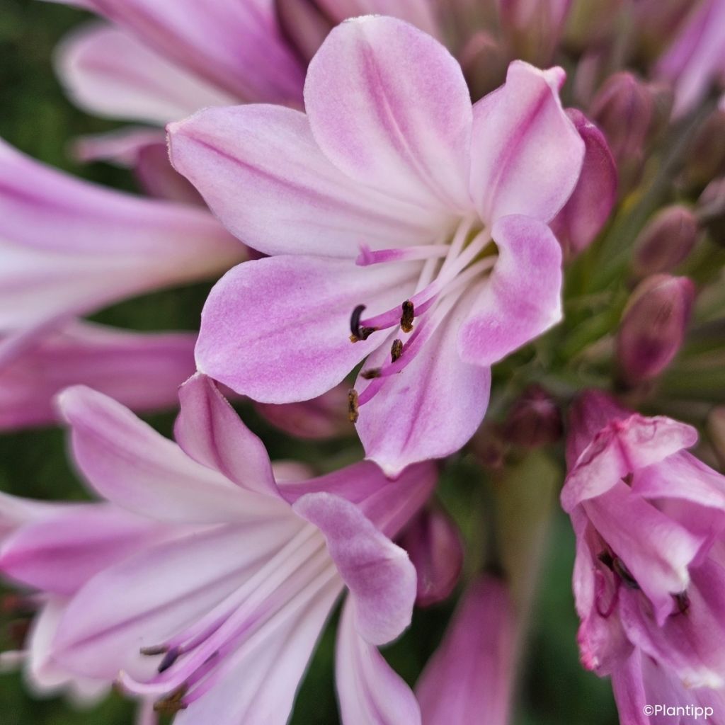 Agapanthe hybride Poppin' Pink