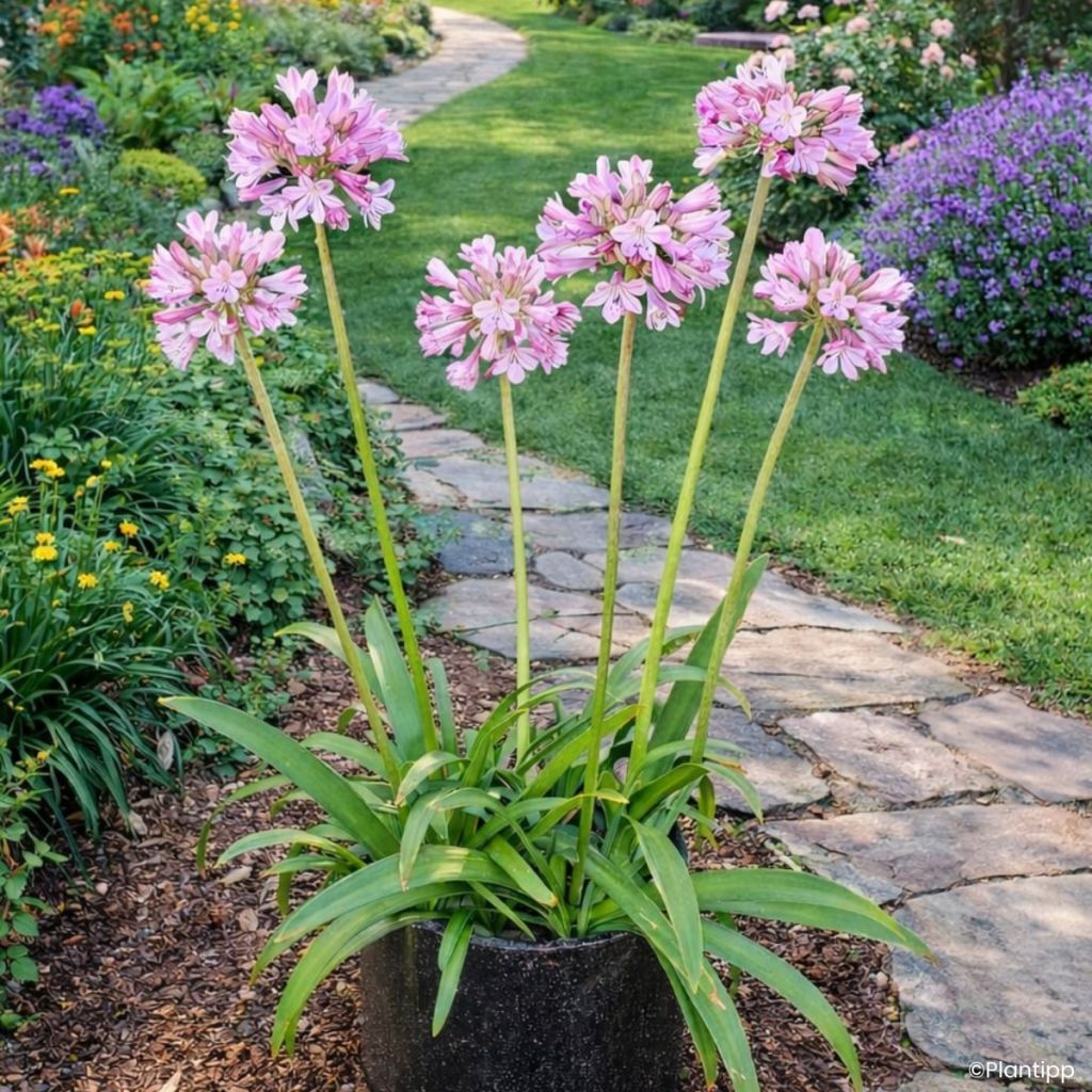 Agapanthe hybride Poppin' Pink