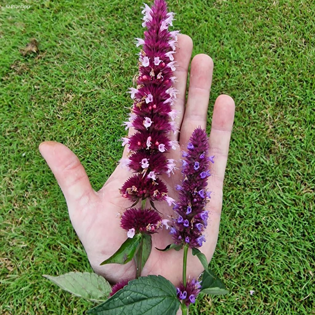 Agastache Beelicious Pink