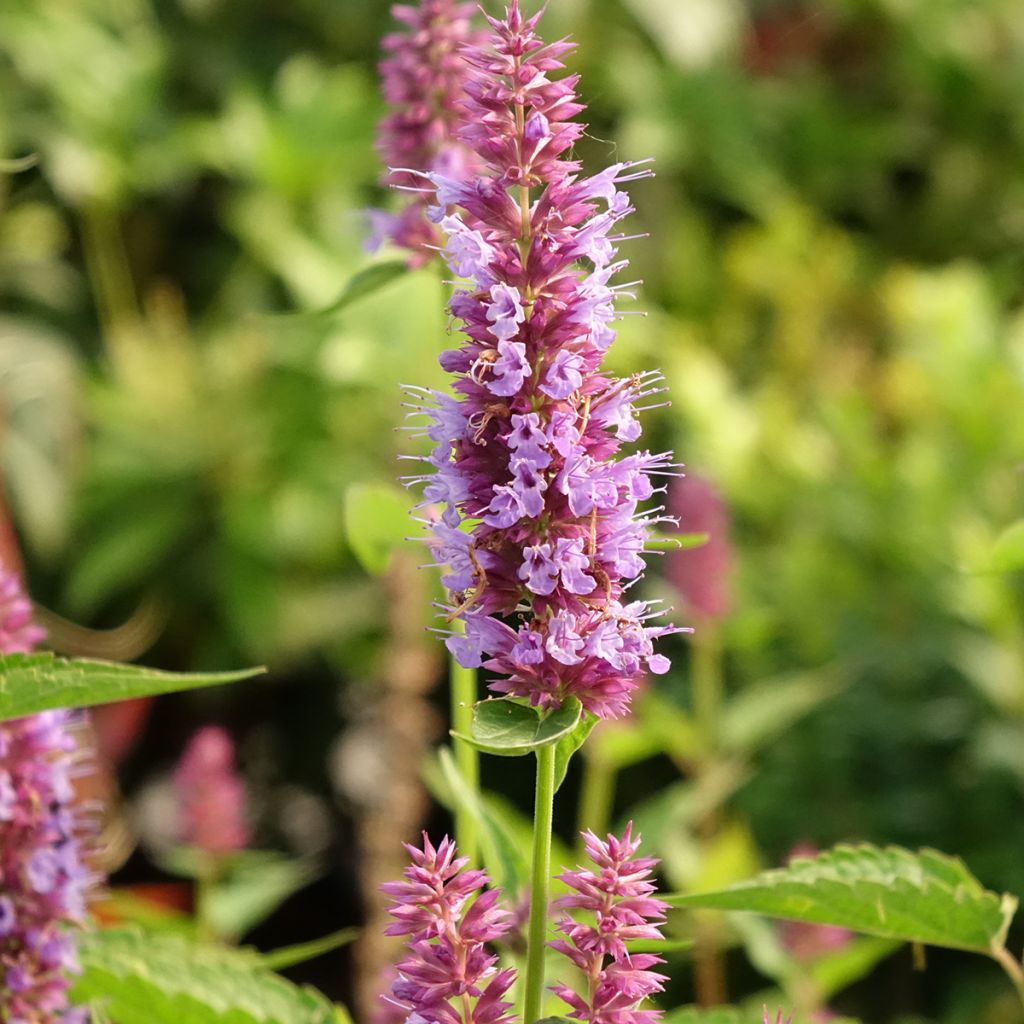 Agastache hybride Beelicious Purple
