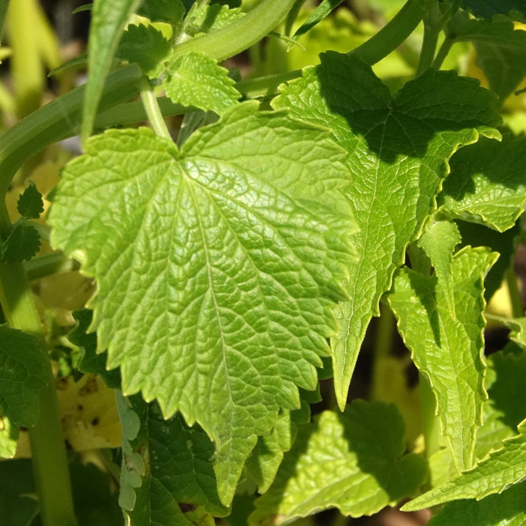 Graines d'Agastache rugosa Alabaster