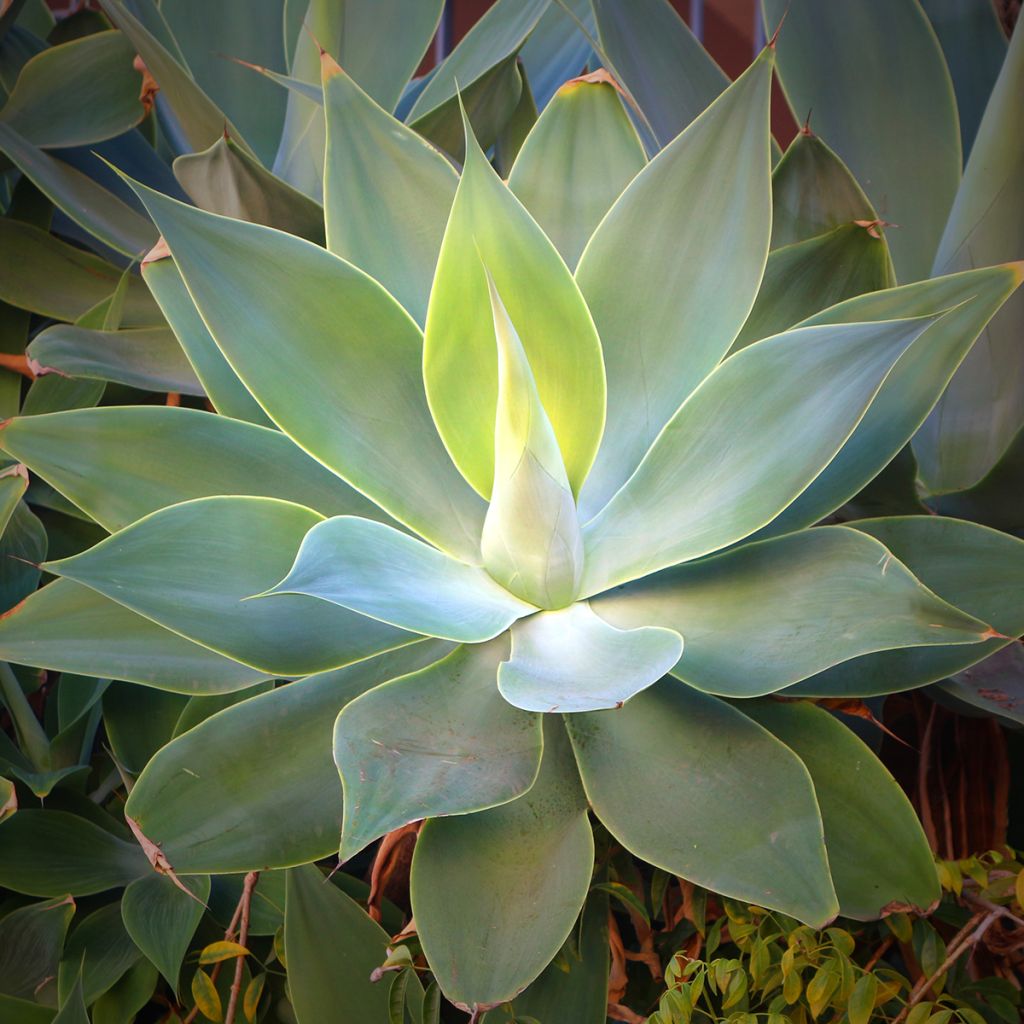 Agave attenuata - Agave à cou de cygne