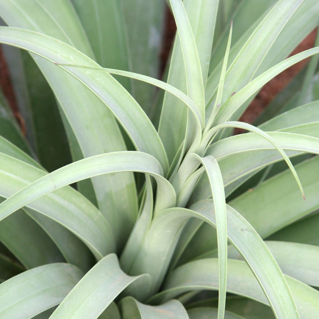Agave bracteosa