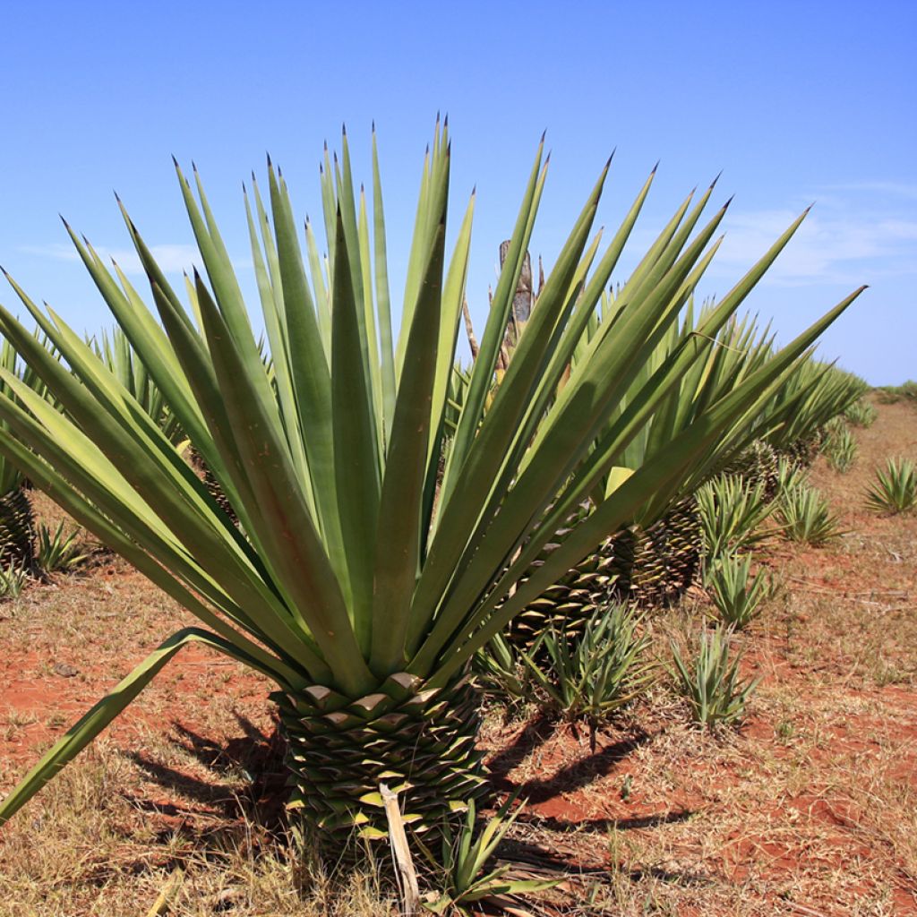 Agave fourcroydes - Henequen