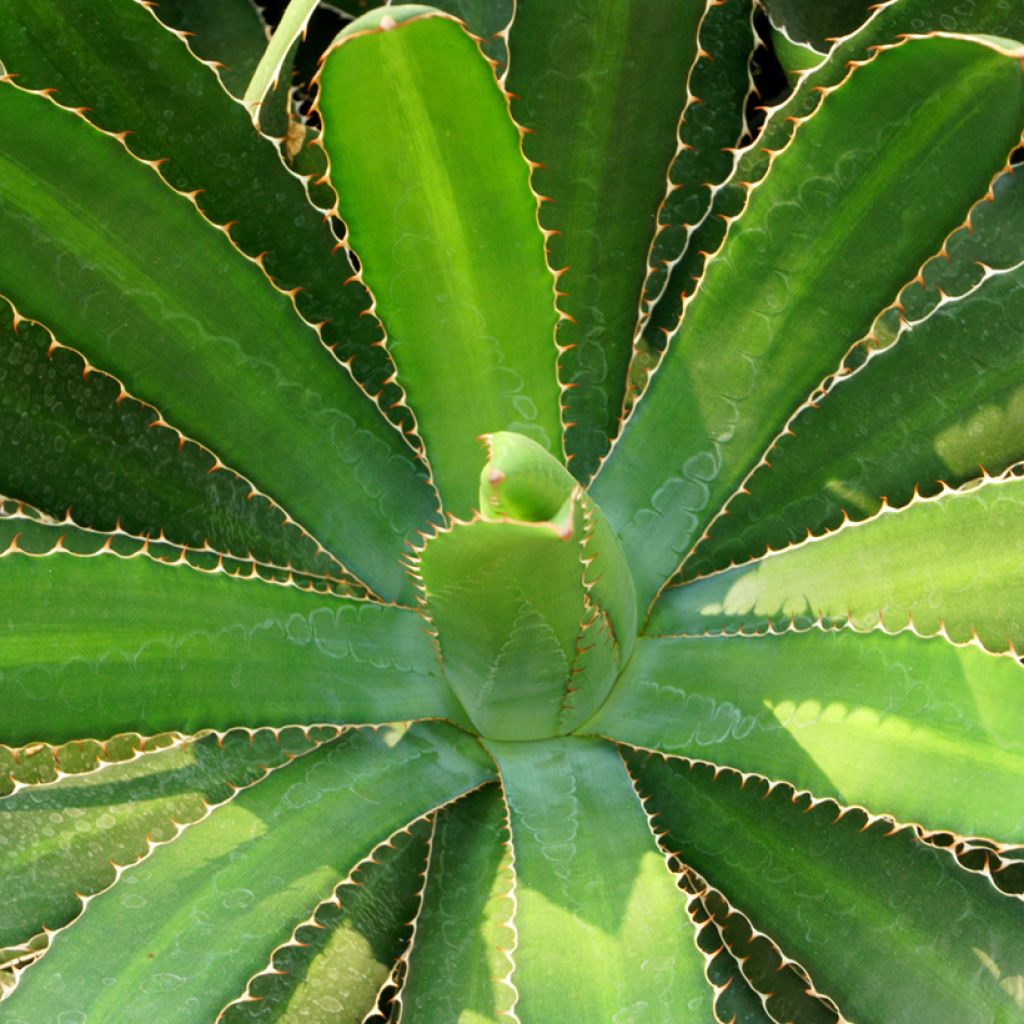 Agave lophantha - Agave à crête épineuse
