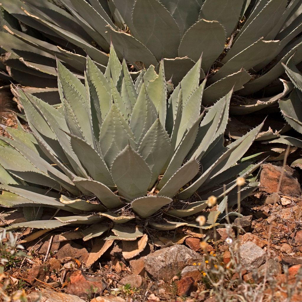 Agave parryi huachucensis - Agave de Parry