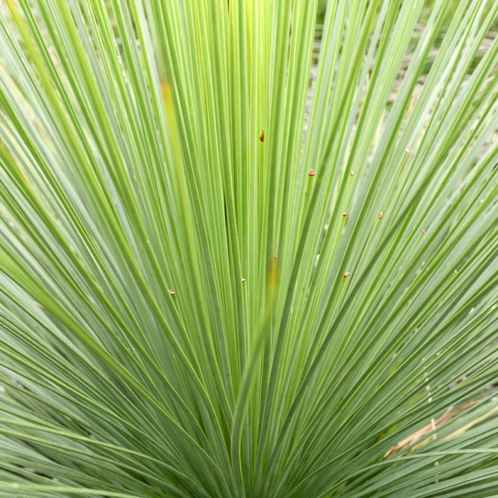 Agave stricta