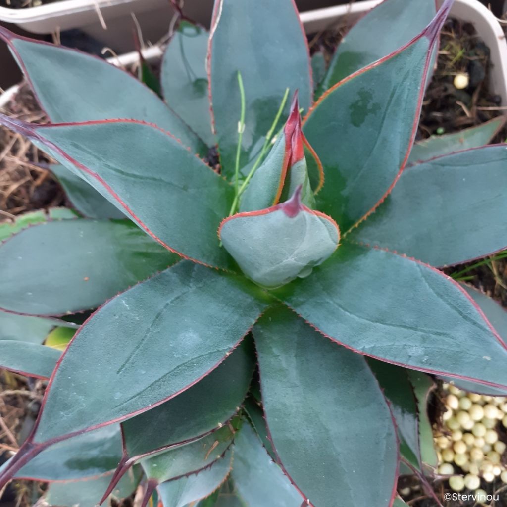 Agave attenuata Blue Ember