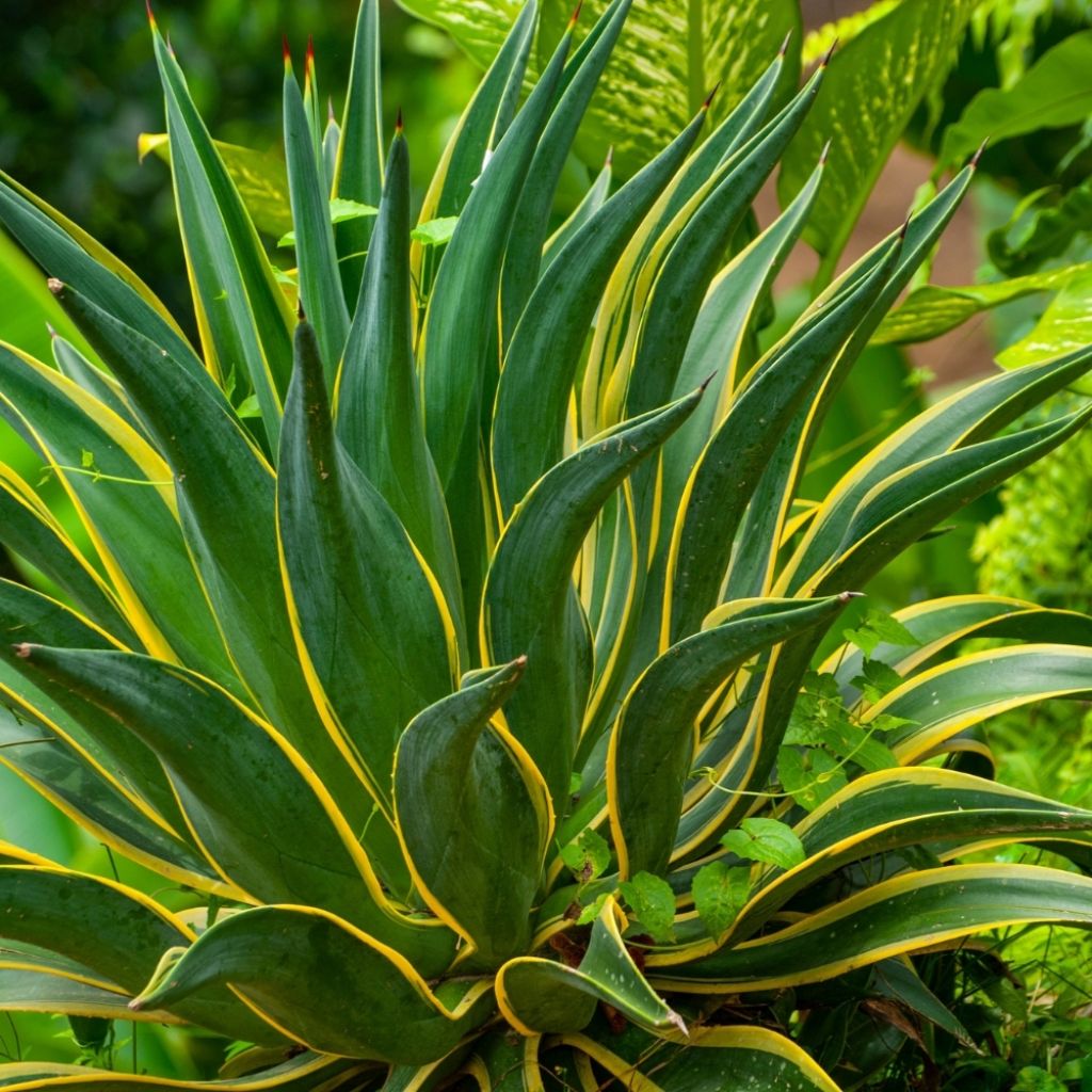 Agave desmetiana