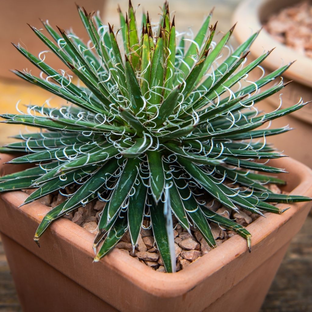 Agave filifera