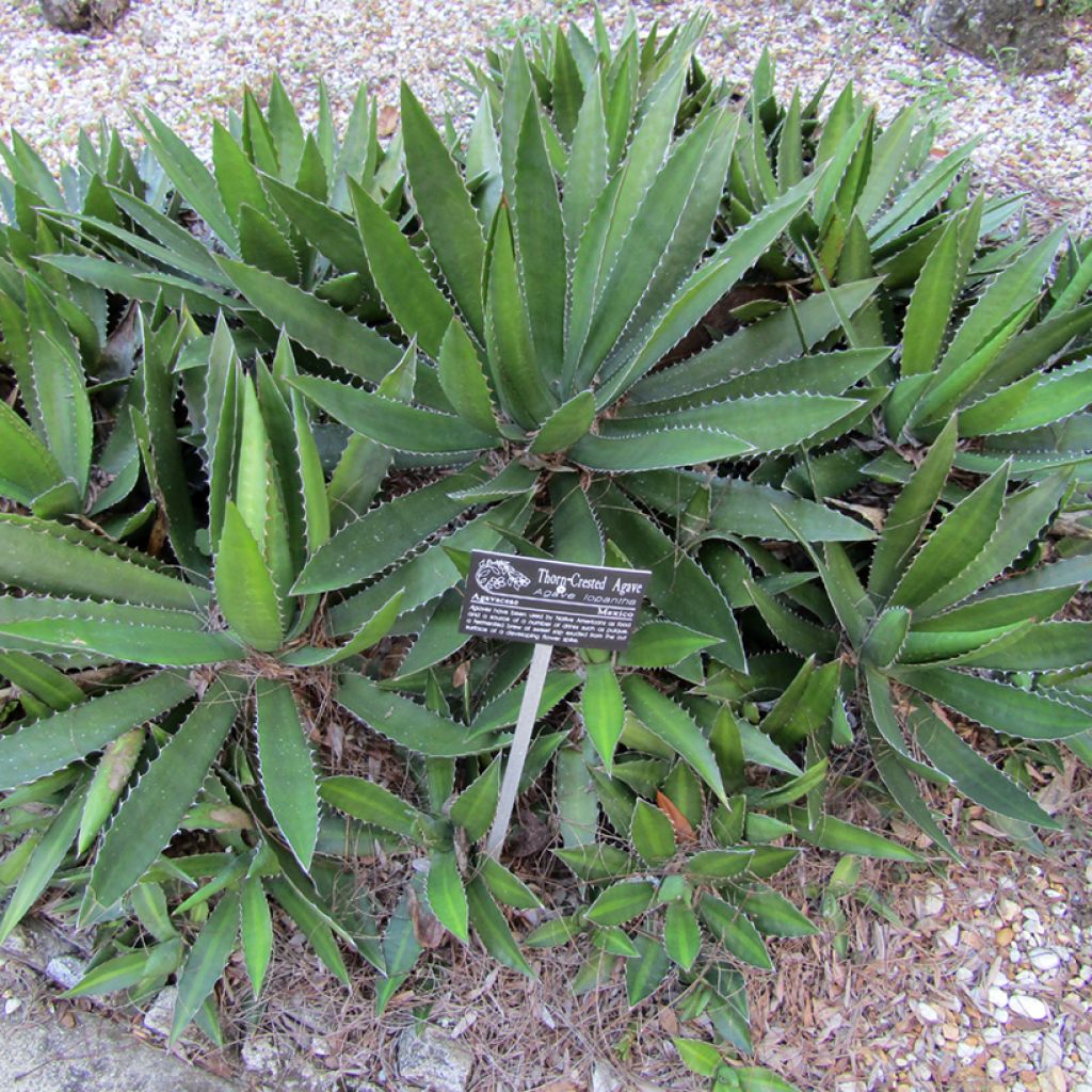 Agave lophantha - Agave à crête épineuse