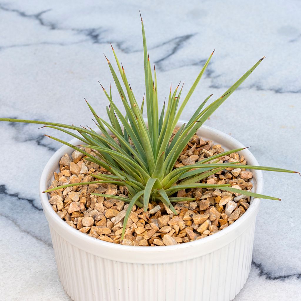Agave stricta Nana
