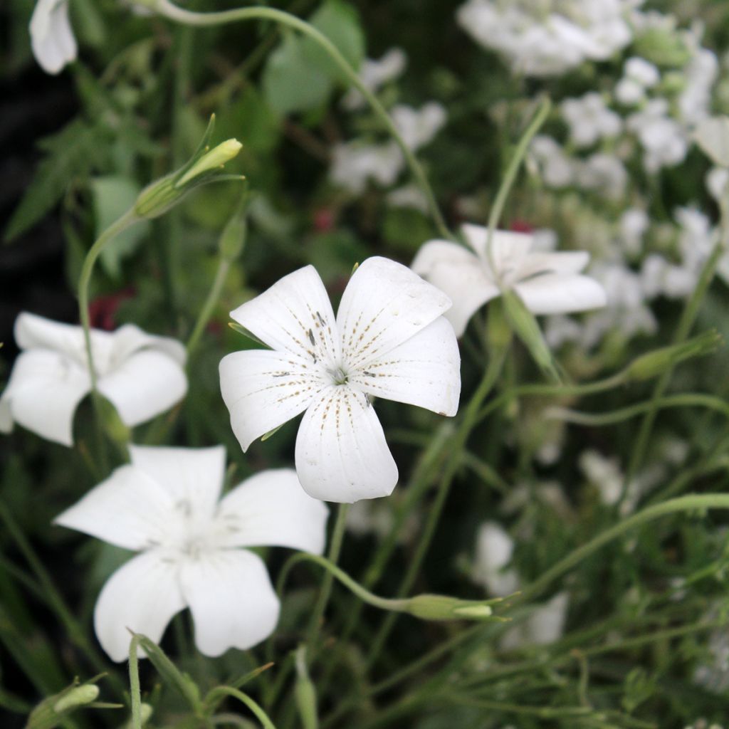 Graines d'Agrostemma Ocean Pearl - Coquelourde blanche