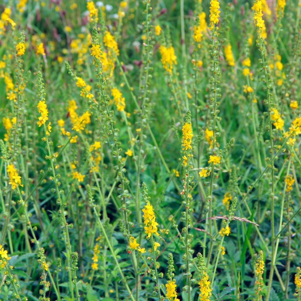 Aigremoine eupatoire - Agrimonia eupatoria