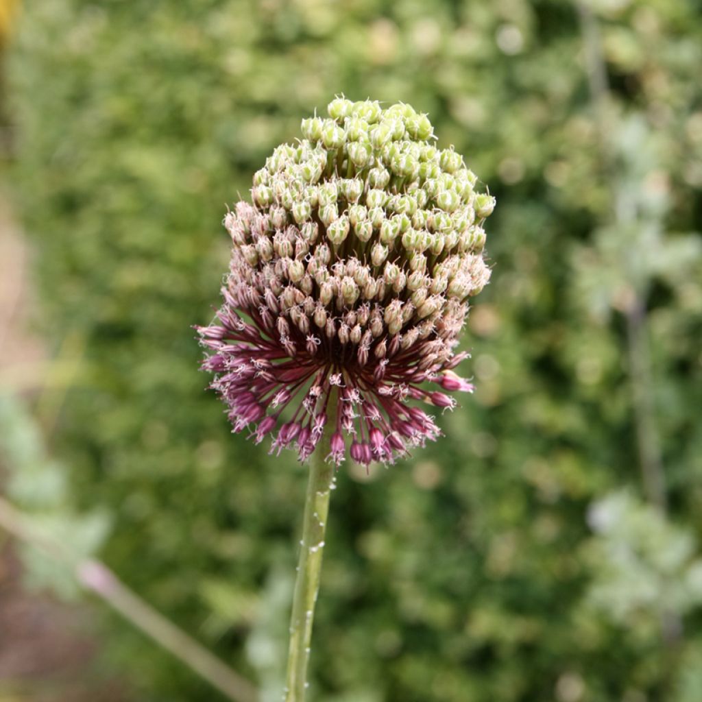 Ail d'ornement - Allium Forelock