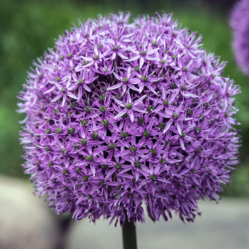Ail d'ornement - Allium Gladiator
