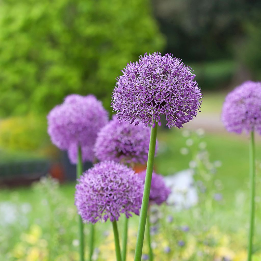 Ail d'ornement - Allium Gladiator