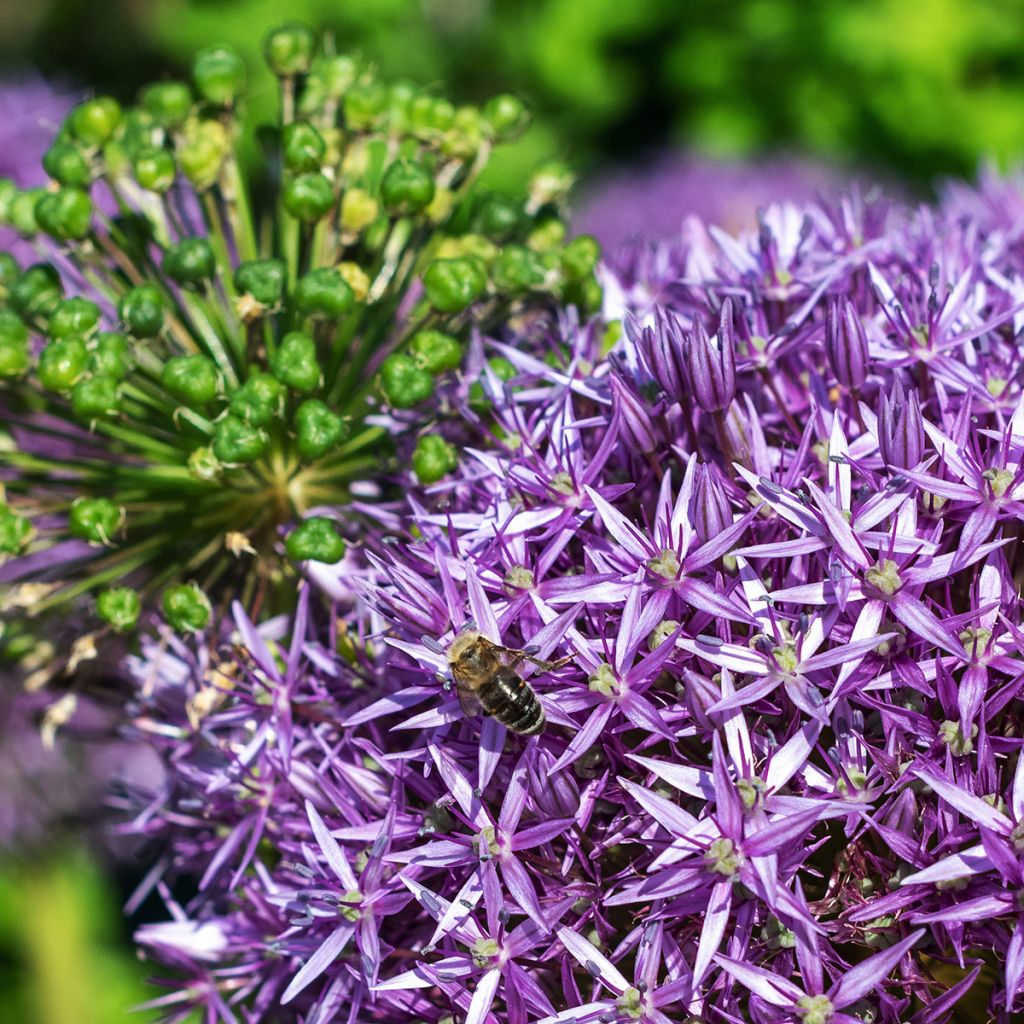 Ail d'ornement - Allium Globemaster
