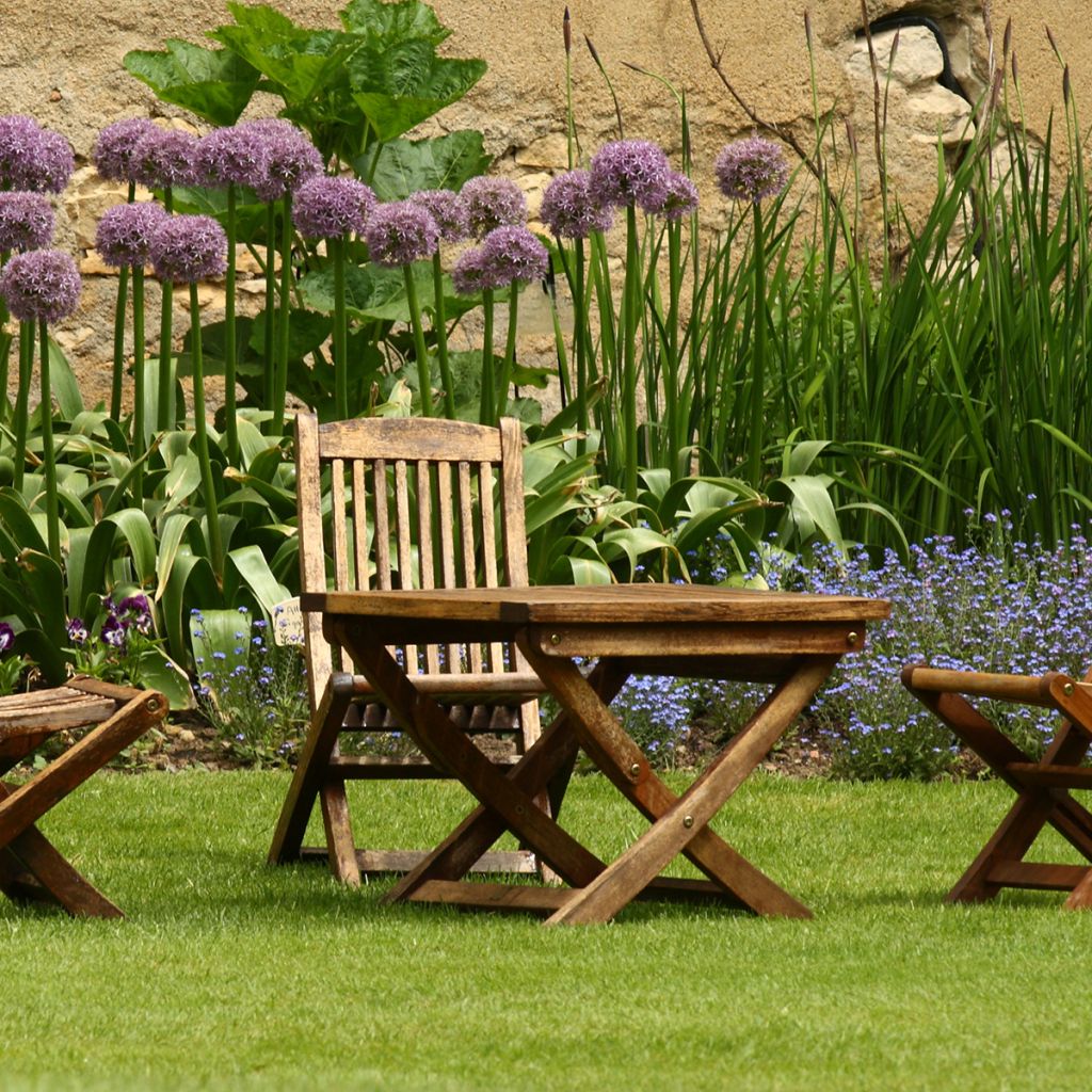 Ail d'ornement - Allium Globemaster