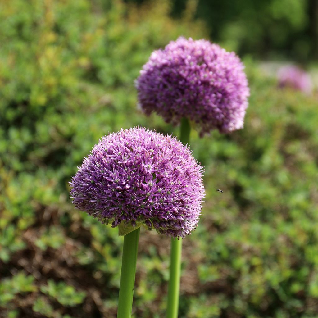 Ail d'ornement - Allium Lucky Balloons