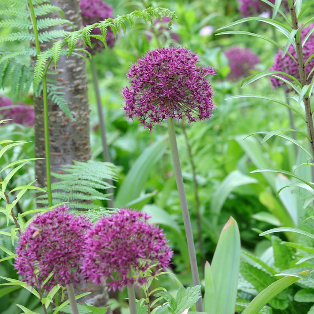Ail d'ornement - Allium Ostara