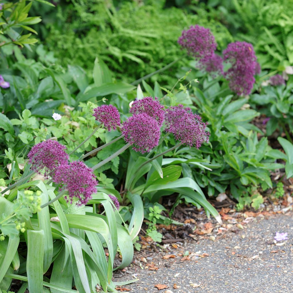 Ail d'ornement - Allium Ostara