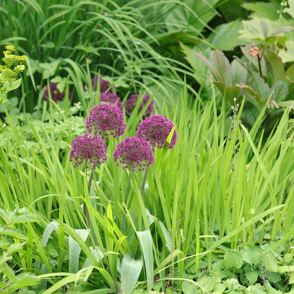 Ail d'ornement - Allium Ostara