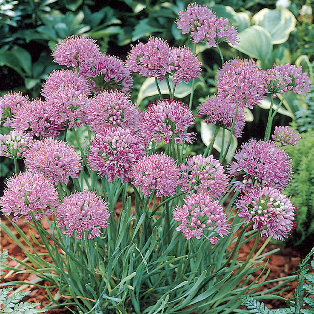 Ail d'ornement - Allium angulosum ou acutangulum