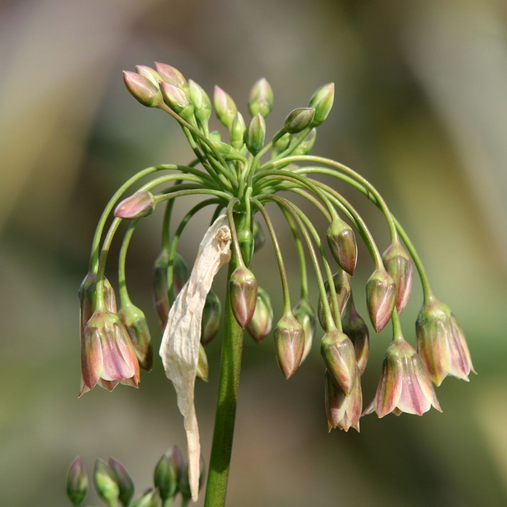 Ail d'ornement - Allium bulgaricum ou nectaroscordum