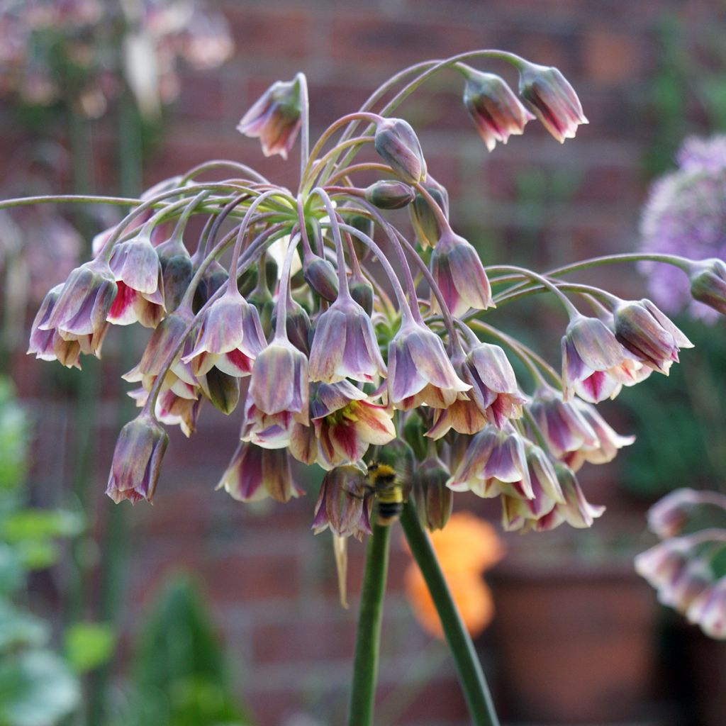 Ail d'ornement - Allium bulgaricum ou nectaroscordum