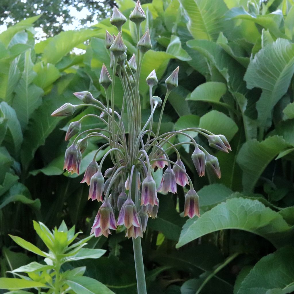 Ail d'ornement - Allium bulgaricum ou nectaroscordum