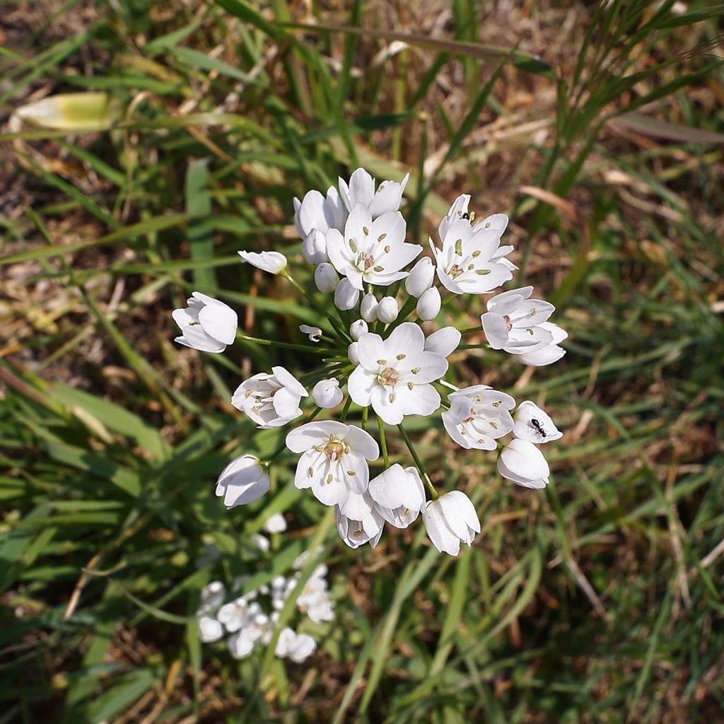 Ail d'ornement - Allium neapolitanum