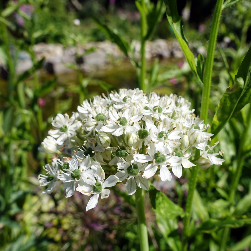 Ail d'ornement - Allium nigrum ou multibulbosum