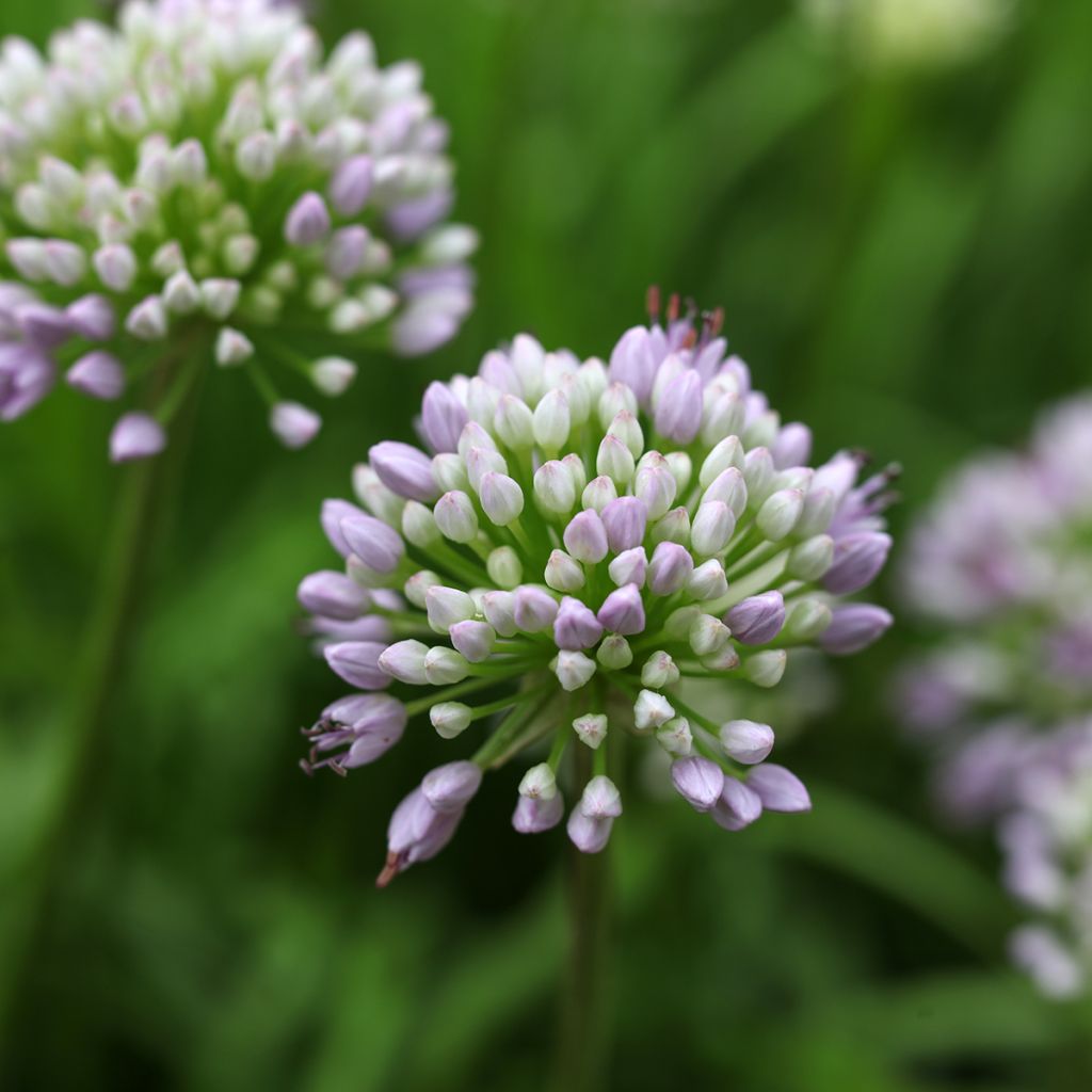 Ail d'ornement - Allium senescens Summer Beauty
