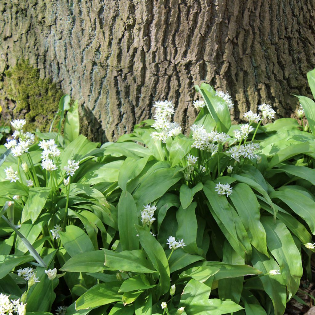 Ail des Ours - Allium ursinum