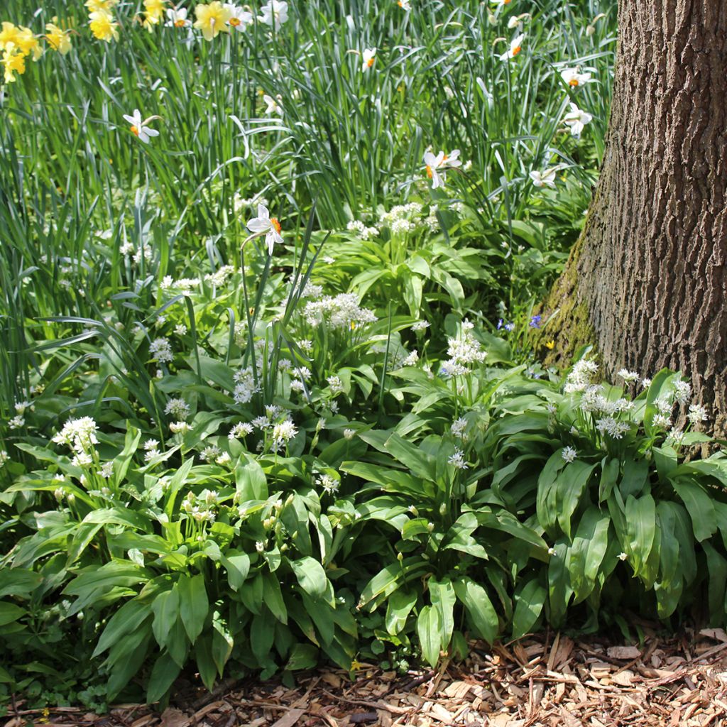 Ail des ours - Allium ursinum (Bulbes)