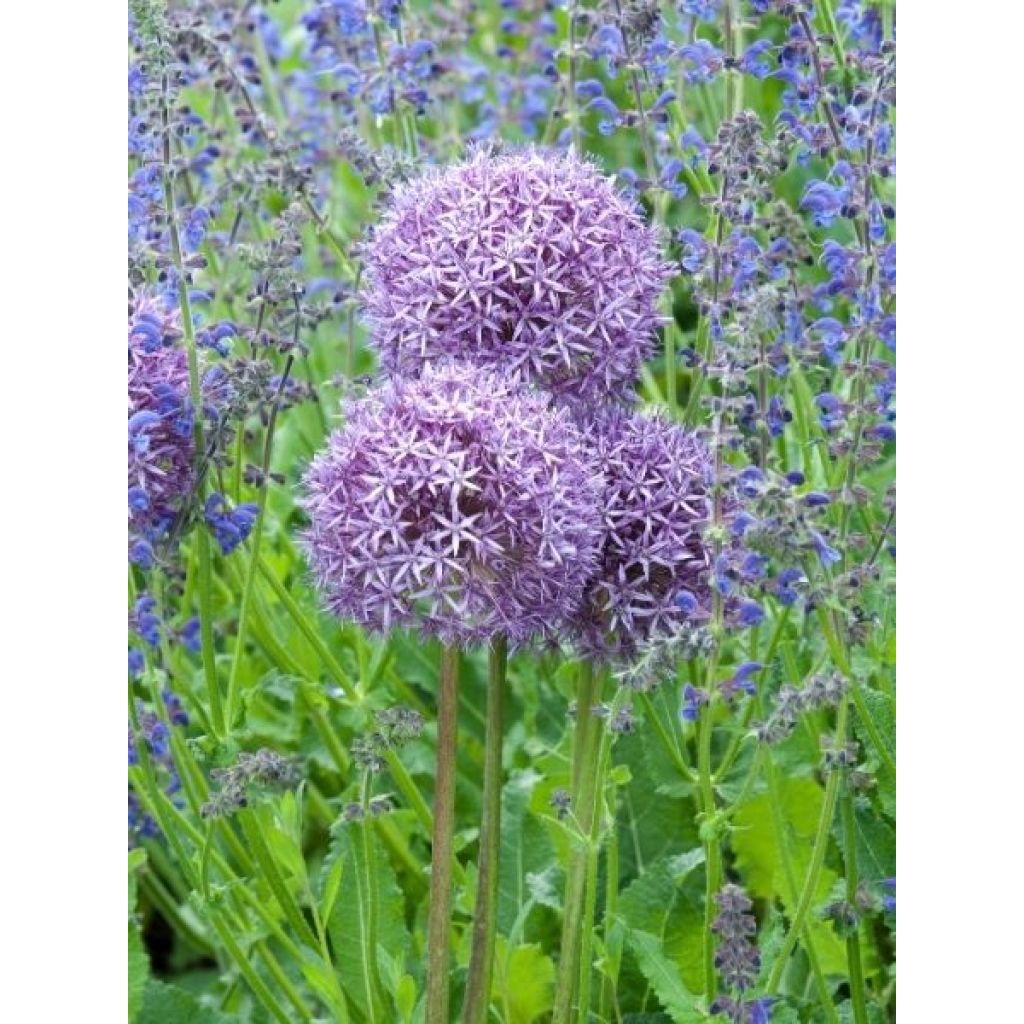 Ail d'ornement - Allium Globemaster