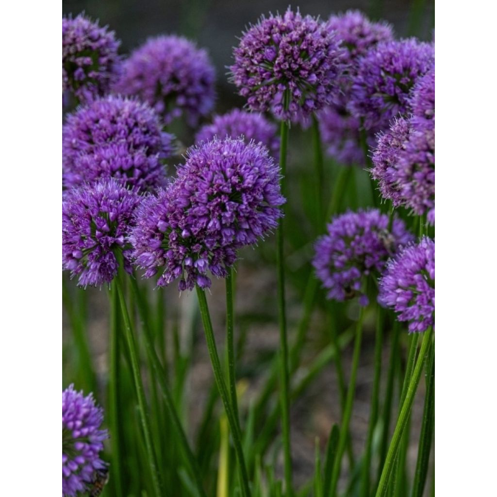 Ail d'ornement - Allium Lavender Bubbles