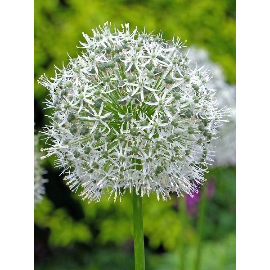 Ail d'ornement - Allium Mont Blanc