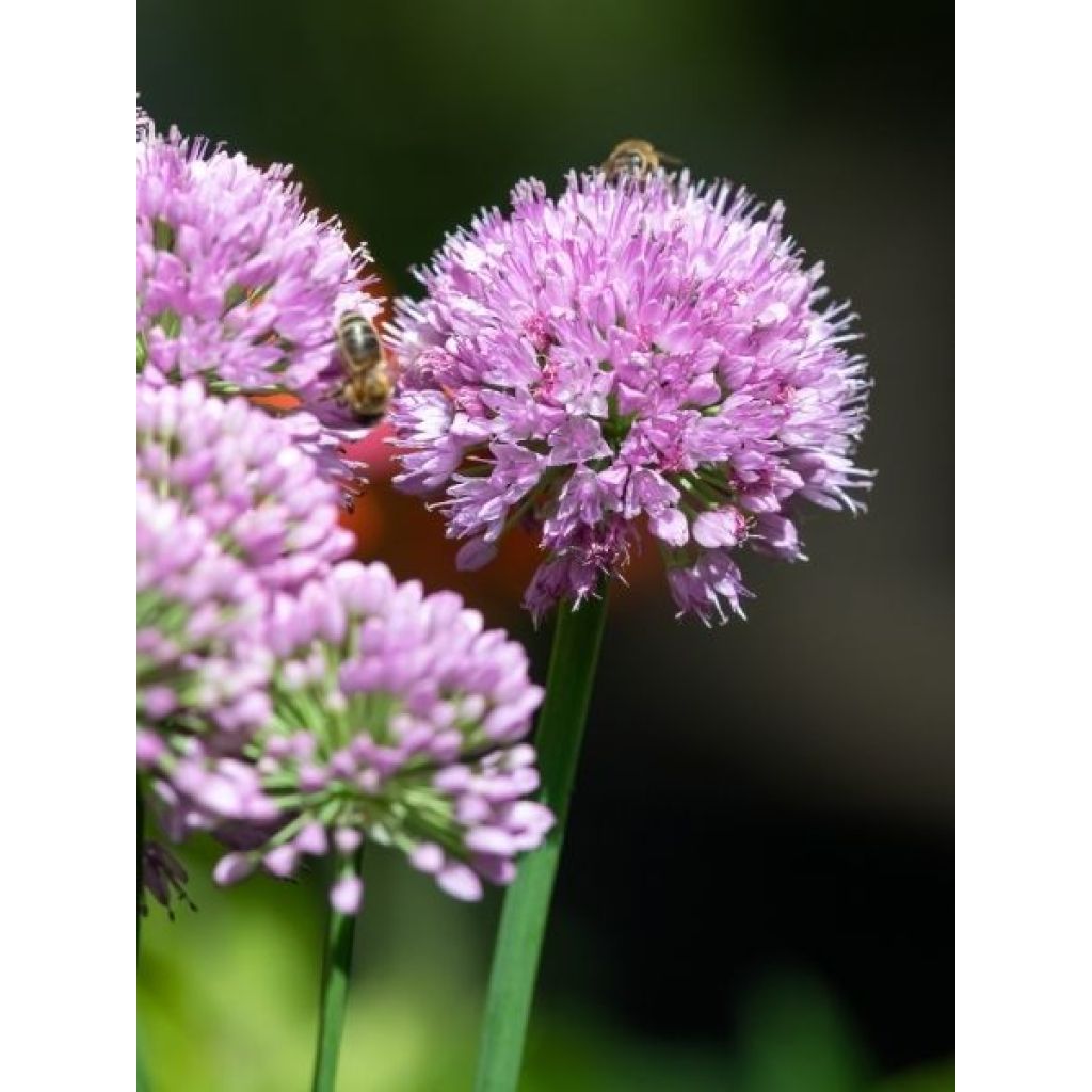 Ail d'ornement - Allium Serendipity