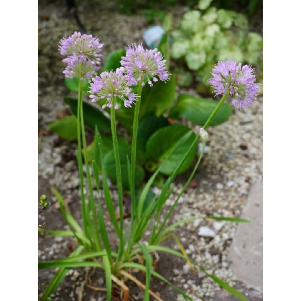 Ail d'ornement - Allium Serendipity
