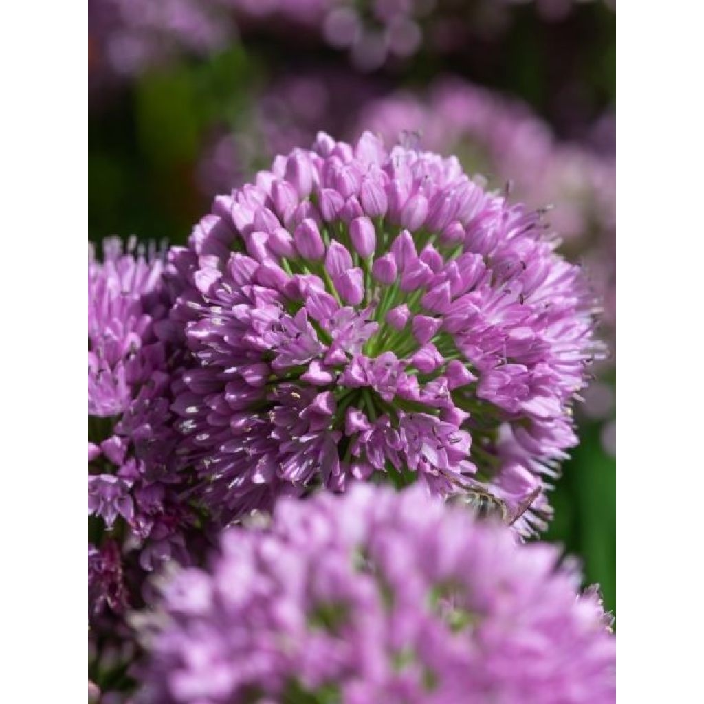 Ail d'ornement - Allium Serendipity