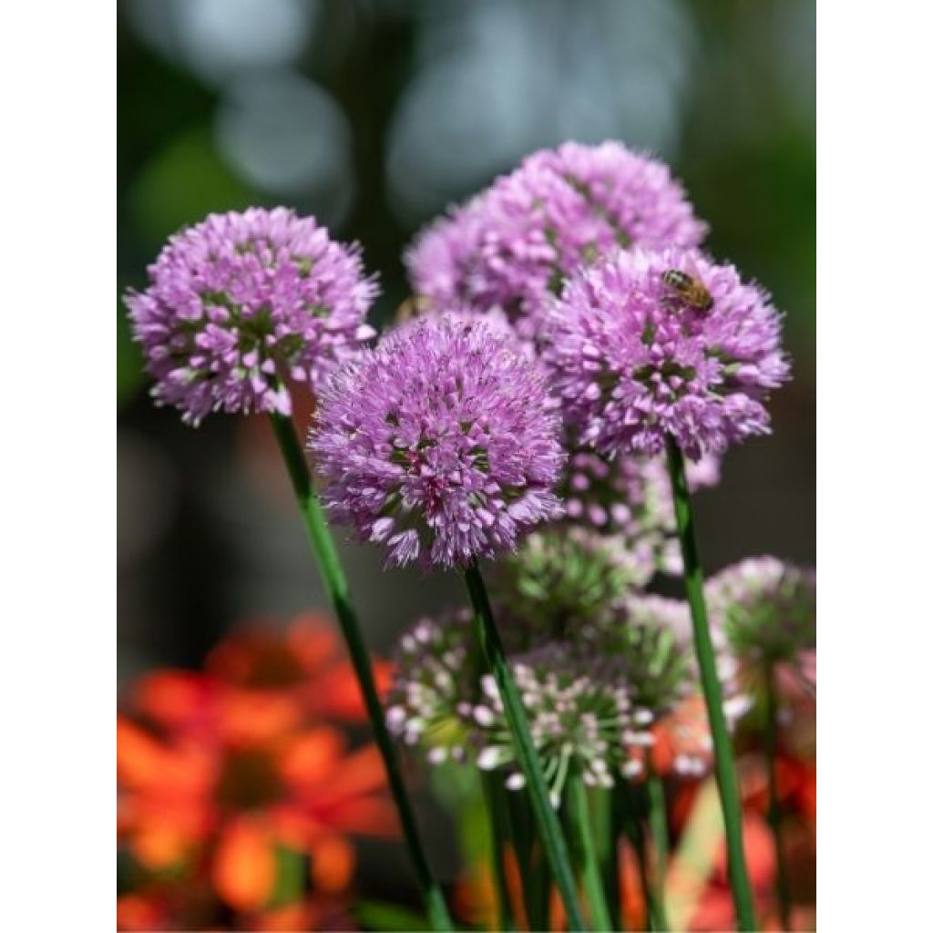 Ail d'ornement - Allium Serendipity