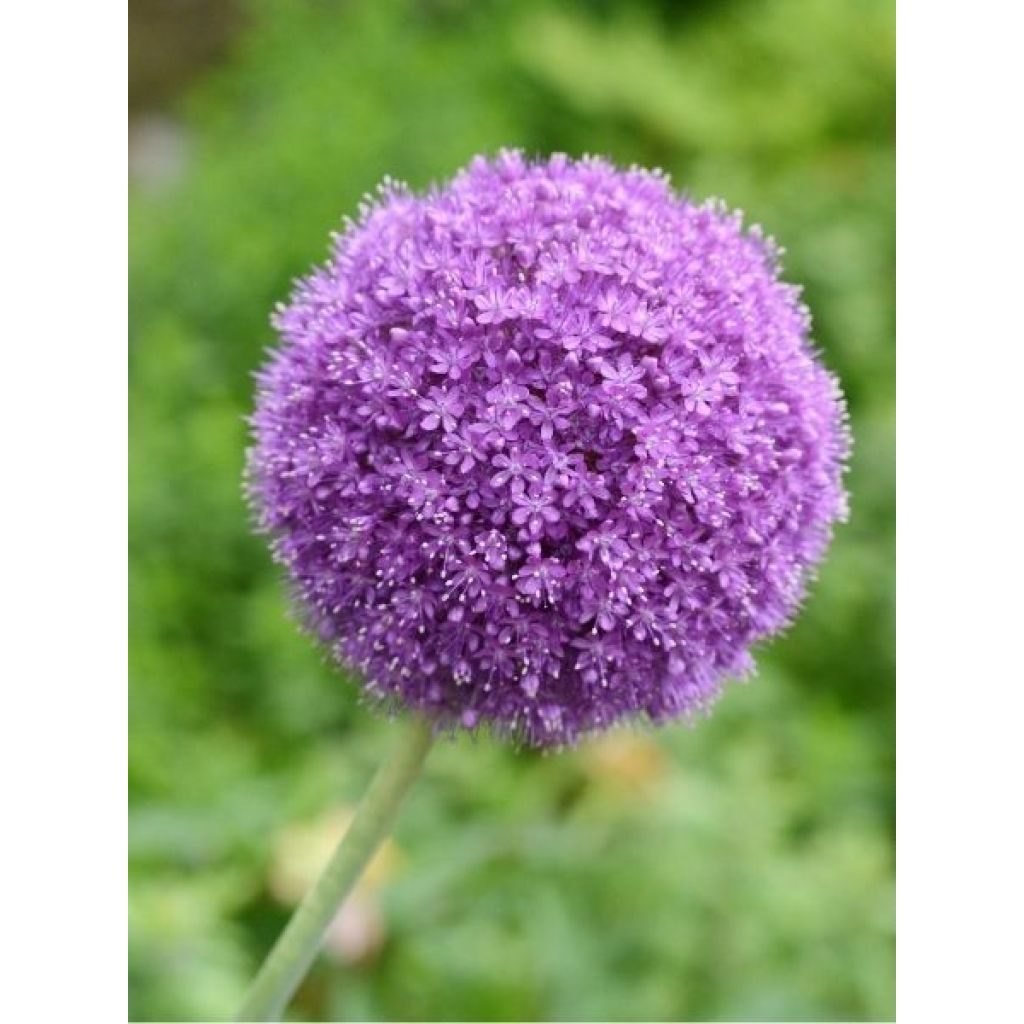 Ail d'ornement - Allium giganteum