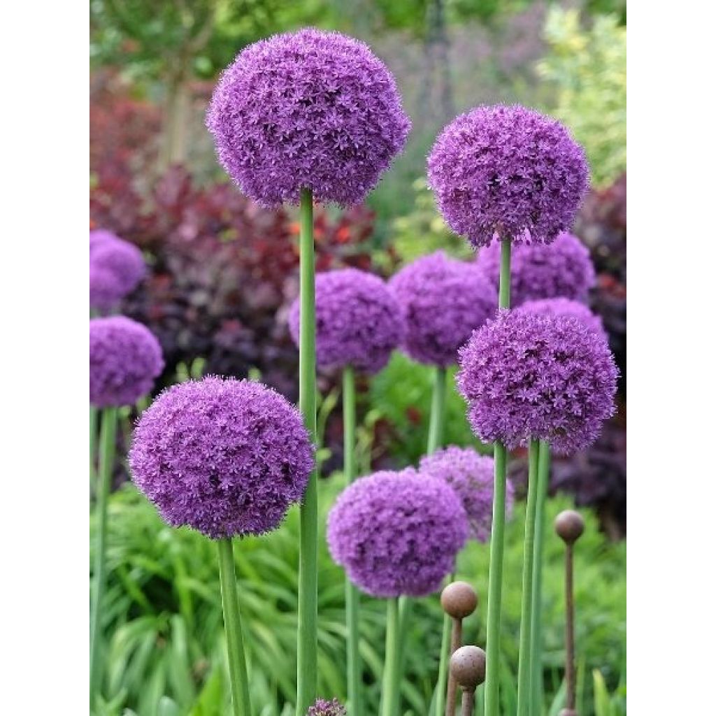 Ail d'ornement - Allium giganteum