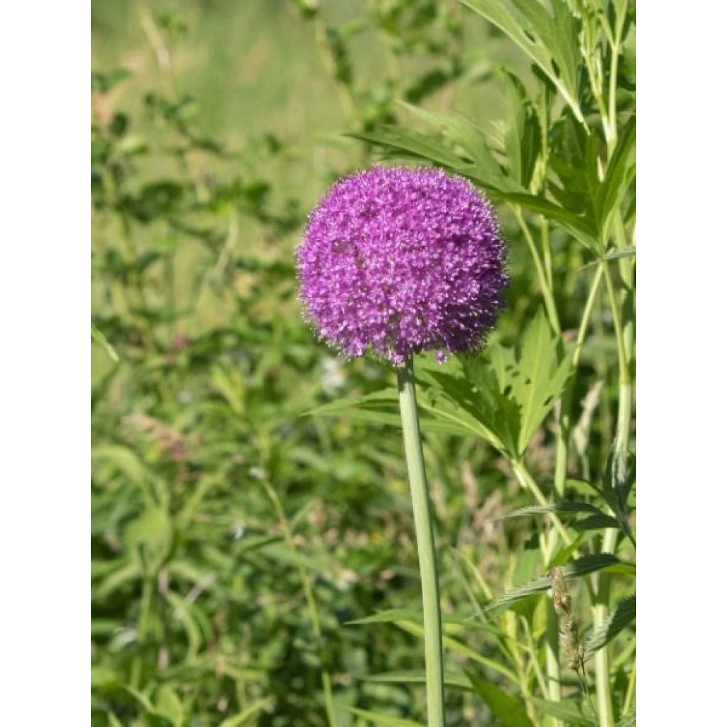 Ail d'ornement - Allium giganteum