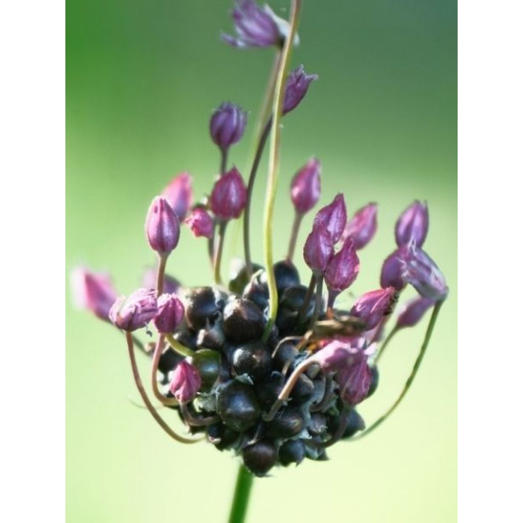 Ail rocambole - Allium scorodoprasum