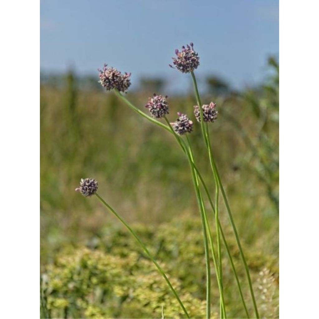 Ail rocambole - Allium scorodoprasum